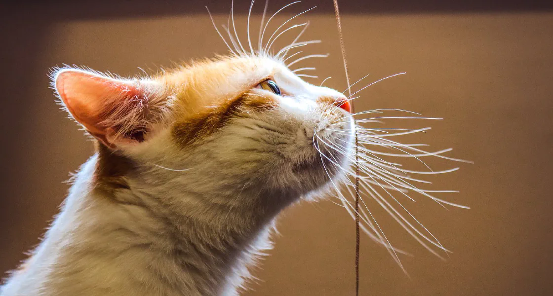 A real teaching photograph — a cat