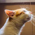 Show a cat