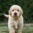 Show a dog