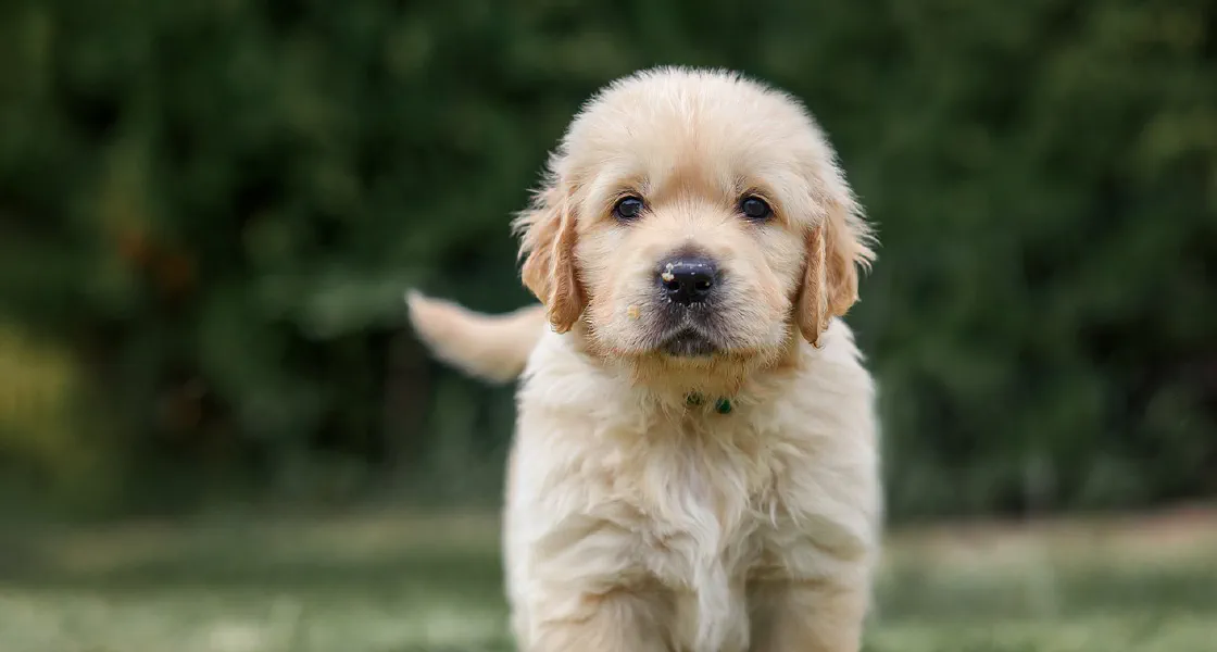 A real teaching photograph — a dog