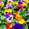 Show a flower