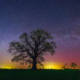 Show a tree