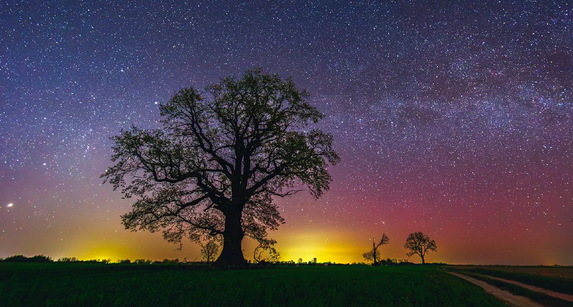 A real teaching photograph — a tree